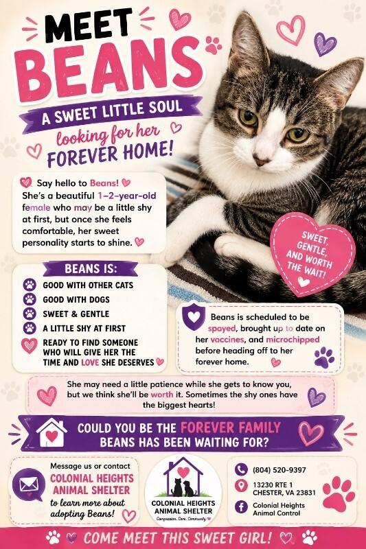 Beans, Adoptable, Adult Female Domestic Short Hair.