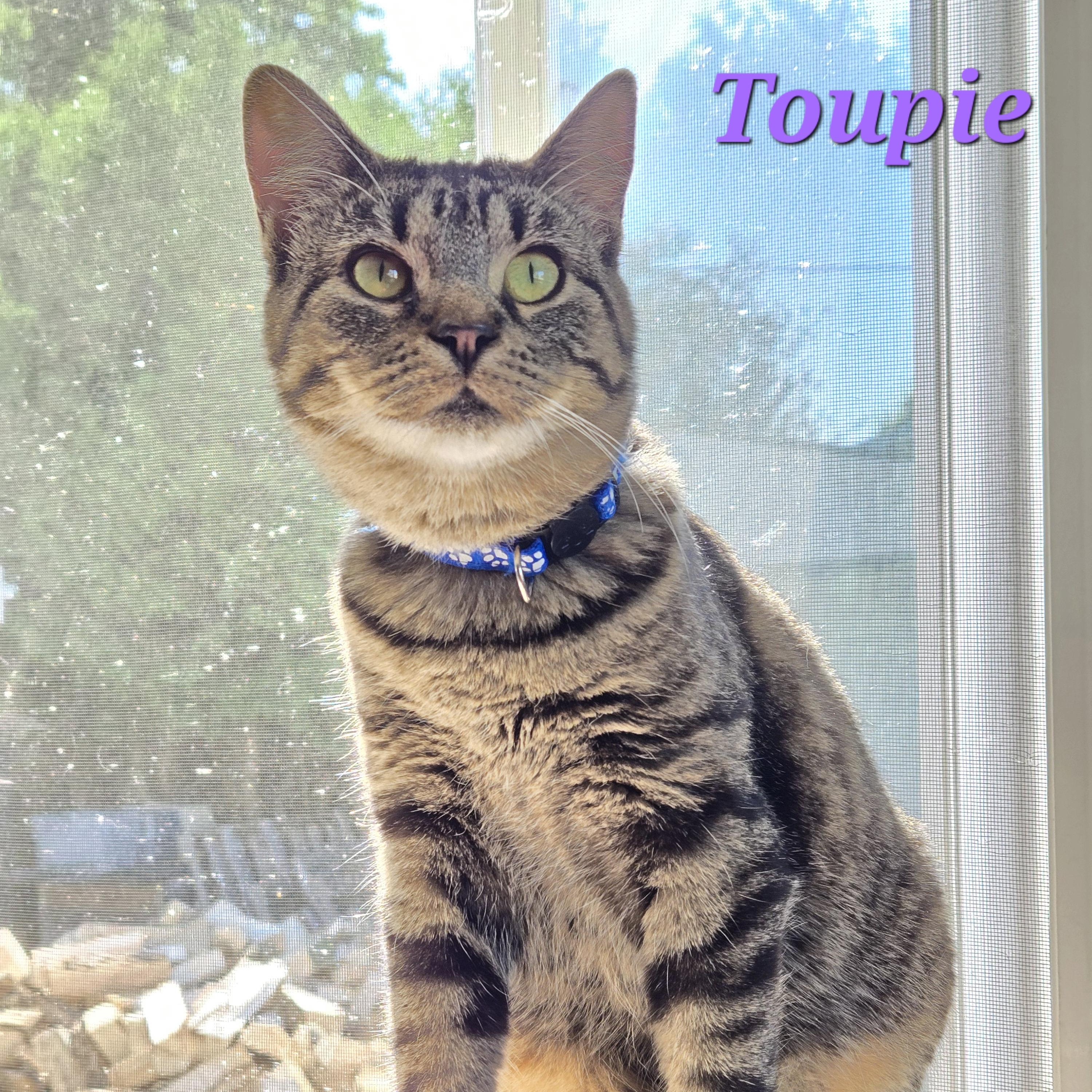 Toupie (needs a friend), Adoptable, Young Female Domestic Short Hair.