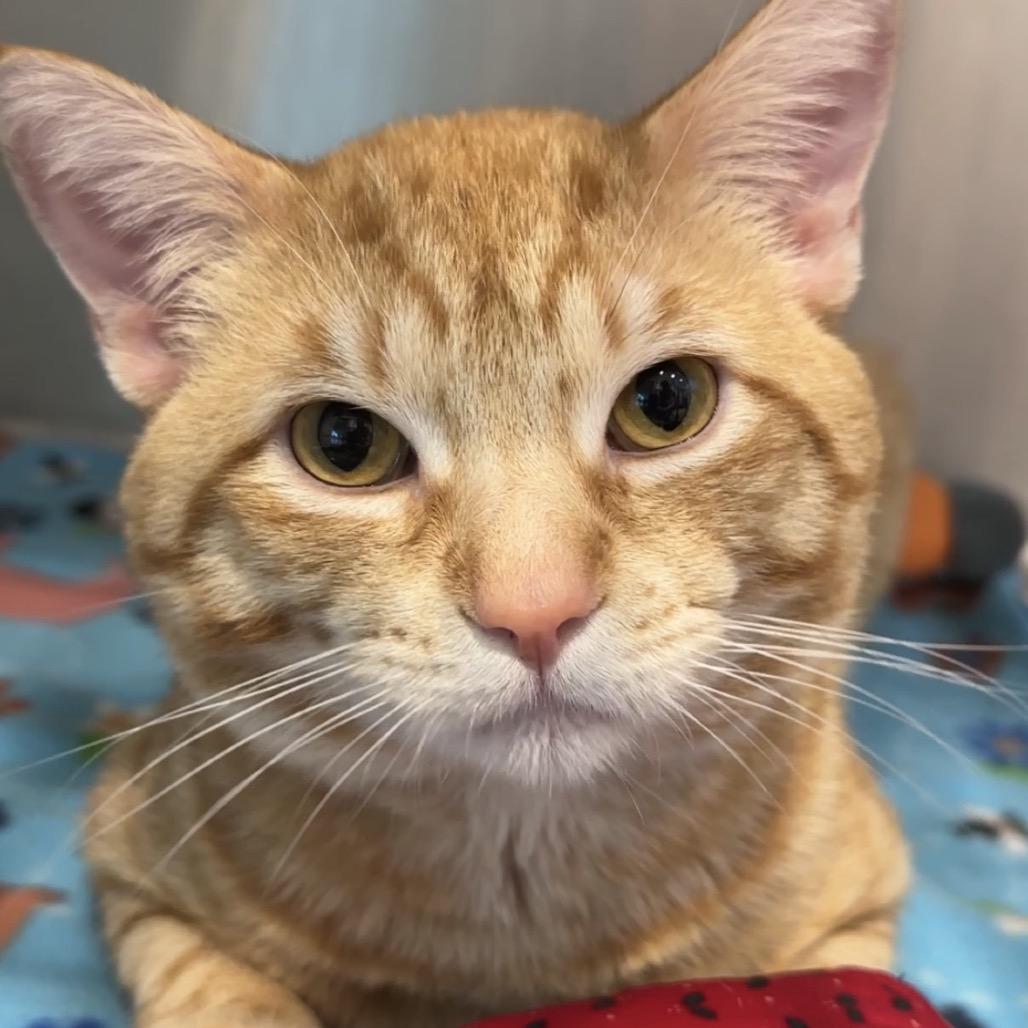 Norm, Adoptable, Adult Male Domestic Short Hair.