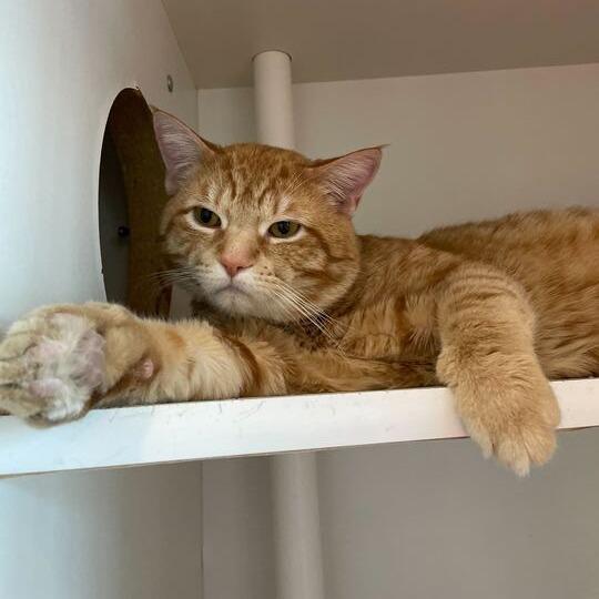 Enlarge Norm, a Adoptable Domestic Short Hair in Matteson, IL image 2/6