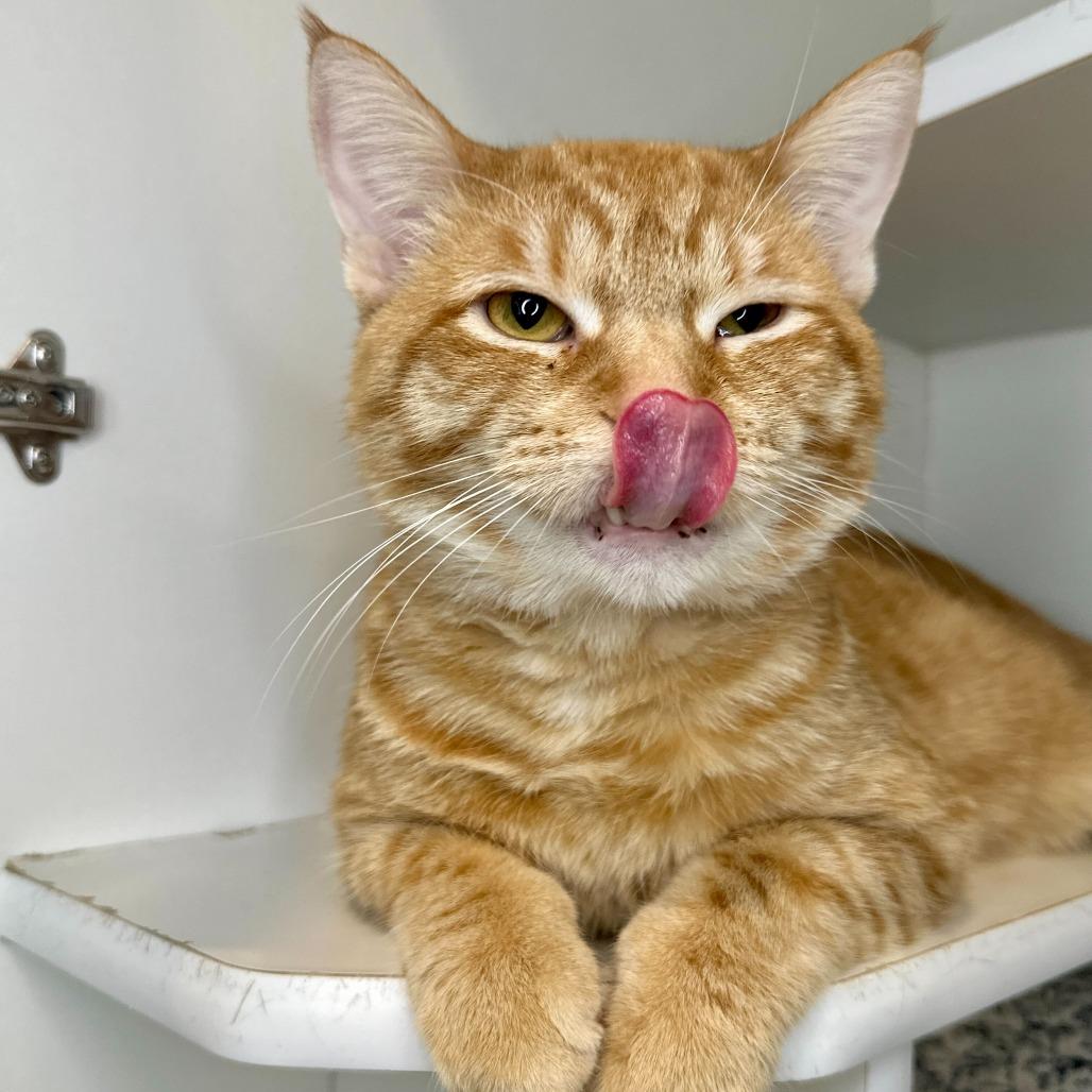 Enlarge Norm, a Adoptable Domestic Short Hair in Matteson, IL image 3/6