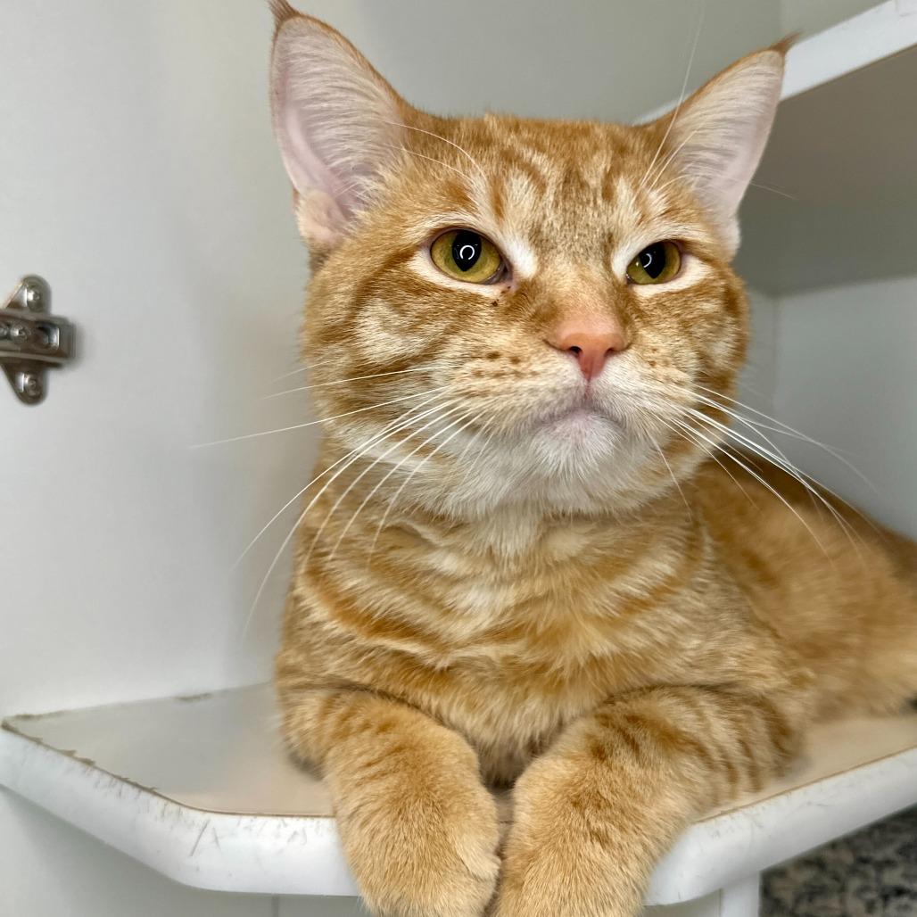 Enlarge Norm, a Adoptable Domestic Short Hair in Matteson, IL image 4/6
