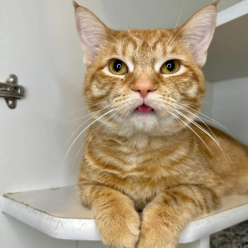 Enlarge Norm, a Adoptable Domestic Short Hair in Matteson, IL image 5/6