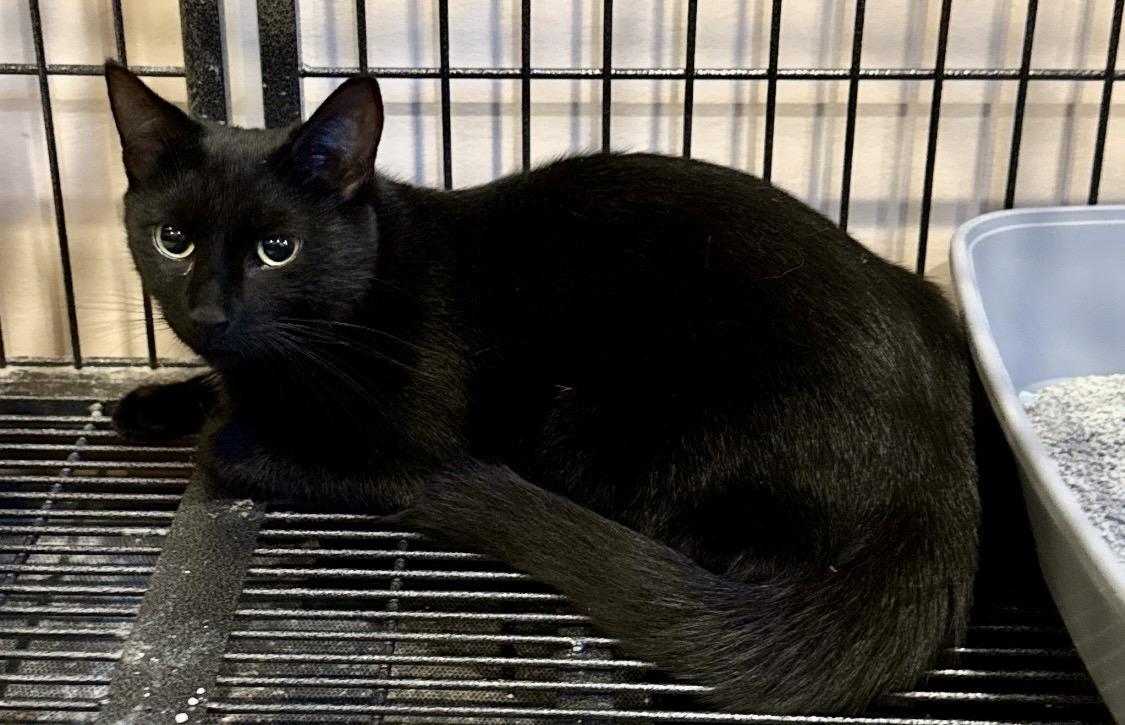 Enlarge Haley, a Adoptable mixed breed in Andover, CT image 2/2