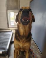 Enlarge Bernard, a ADOPTABLE German Shepherd Dog in Huntsville , TX image 1/1