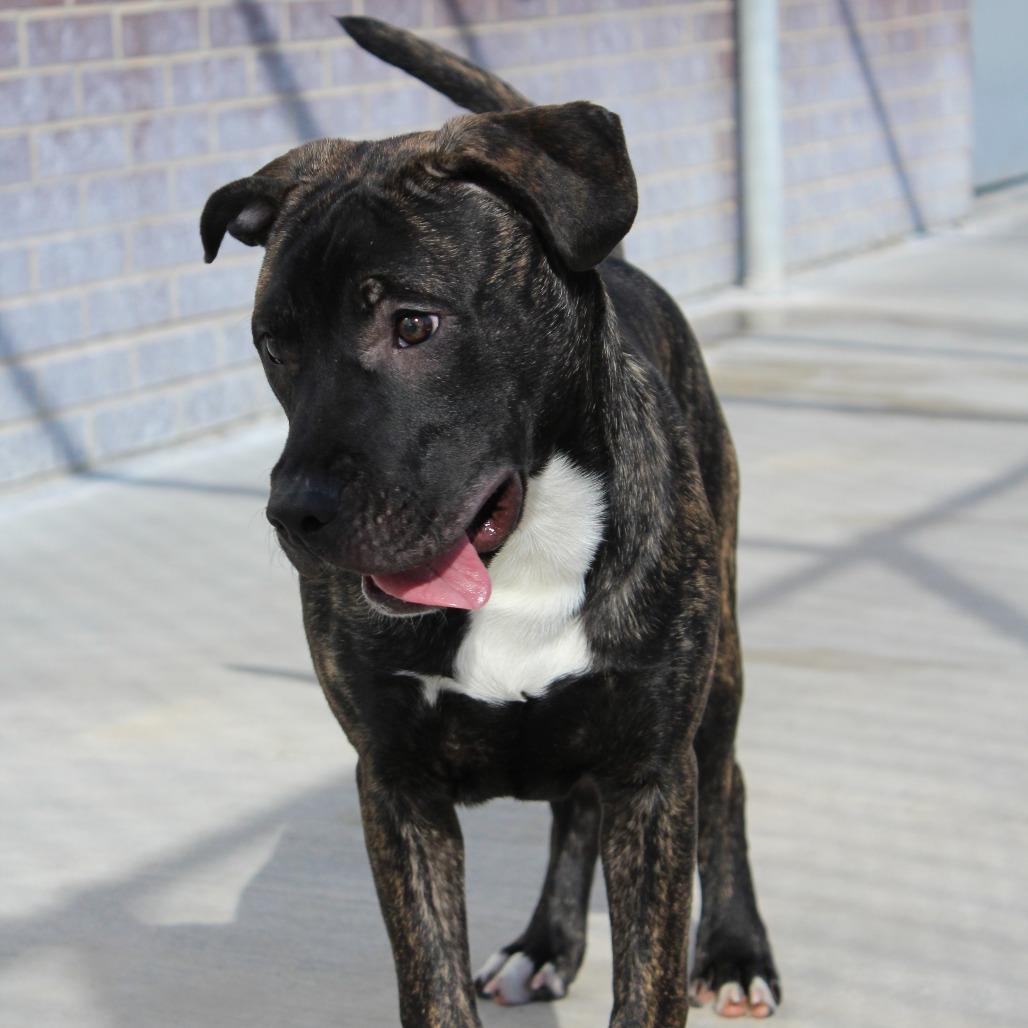 Enlarge Prince Pickles, a Adoptable Mixed Breed in McPherson, KS image 1/5