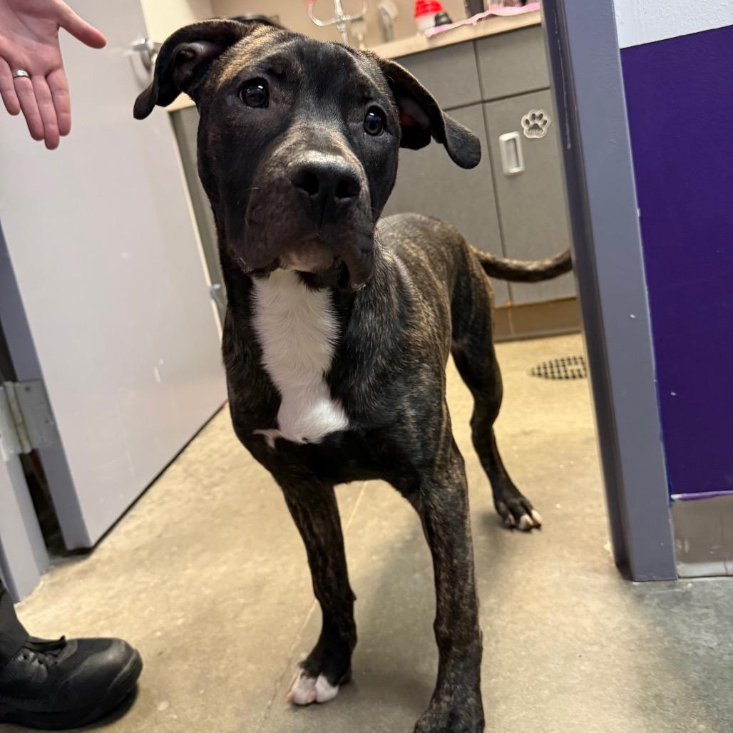 Enlarge Prince Pickles, a Adoptable Mixed Breed in McPherson, KS image 2/5