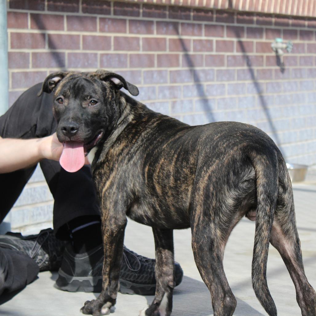 Enlarge Prince Pickles, a Adoptable Mixed Breed in McPherson, KS image 3/5