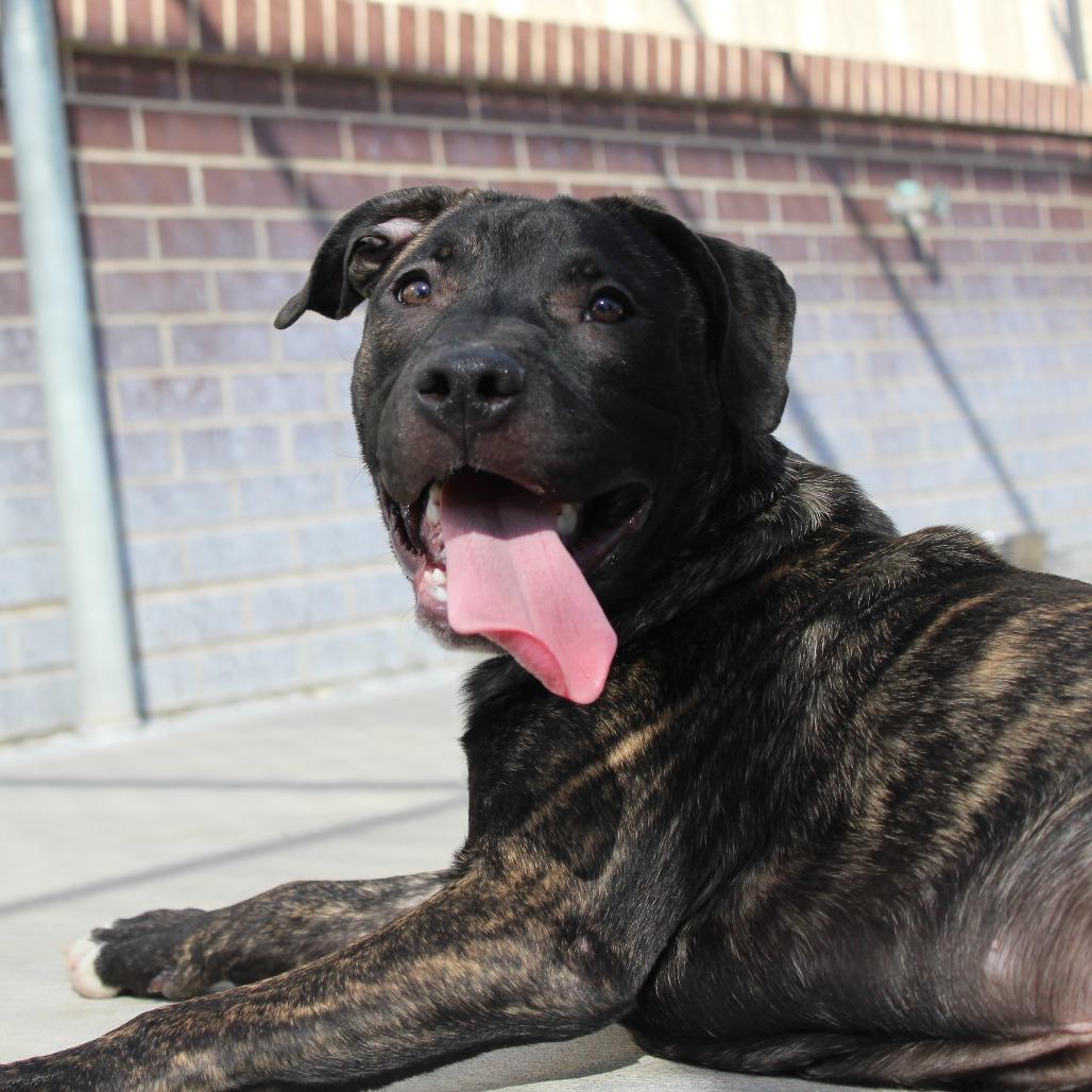 Enlarge Prince Pickles, a Adoptable Mixed Breed in McPherson, KS image 4/5