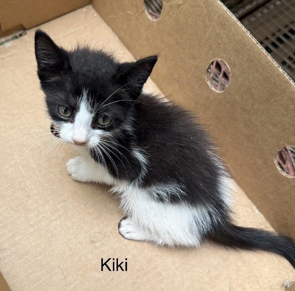 Enlarge Kiki, a Adoptable Domestic Short Hair in Safety Harbor, FL image 1/1