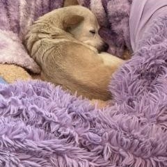 Enlarge Jenny, a ADOPTABLE Chihuahua in Boca Raton, FL image 2/2