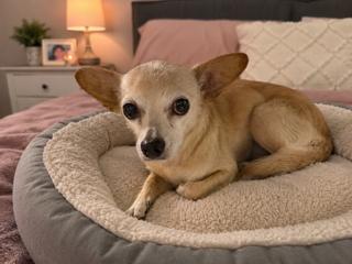 Enlarge Jenny, a ADOPTABLE Chihuahua in Boca Raton, FL image 1/2