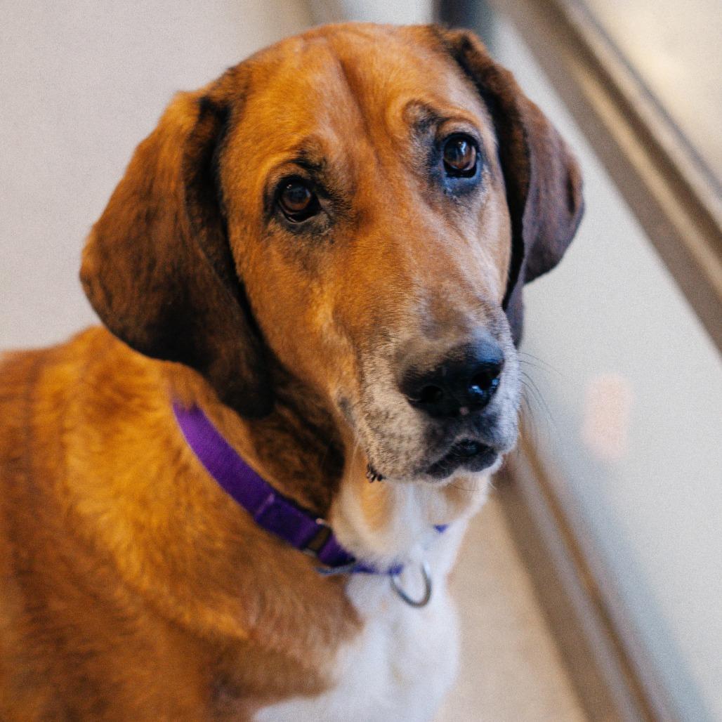 Puddin' - In Foster to Adopt, a Adoptable Mixed Breed in Naperville, IL image 1/6