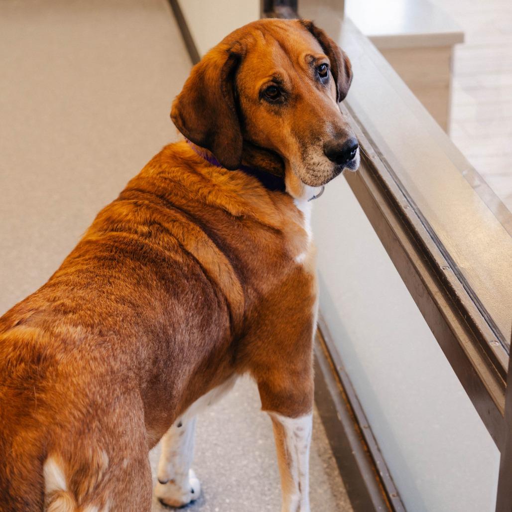 Puddin' - In Foster to Adopt, a Adoptable Mixed Breed in Naperville, IL image 3/6