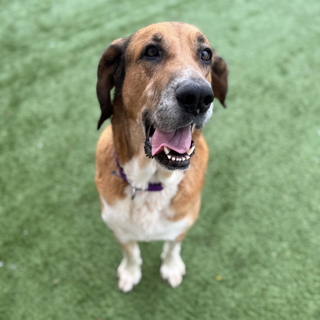 Puddin' - In Foster to Adopt, a Adoptable Mixed Breed in Naperville, IL image 4/6