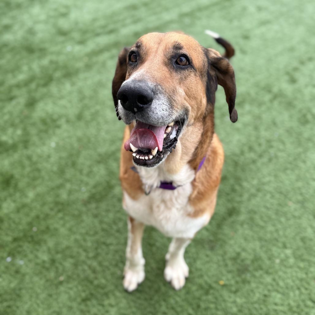 Puddin' - In Foster to Adopt, a Adoptable Mixed Breed in Naperville, IL image 5/6