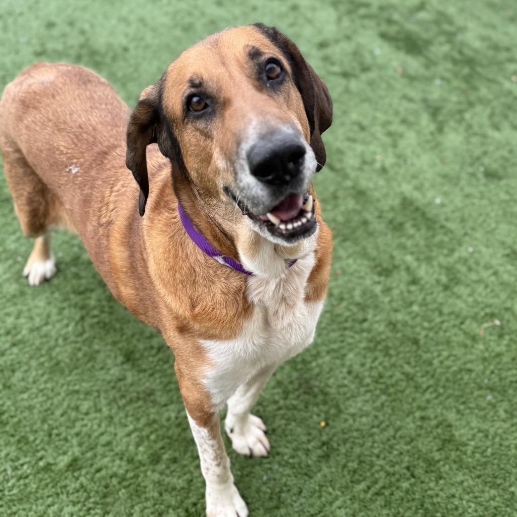 Puddin' - In Foster to Adopt, a Adoptable Mixed Breed in Naperville, IL image 6/6