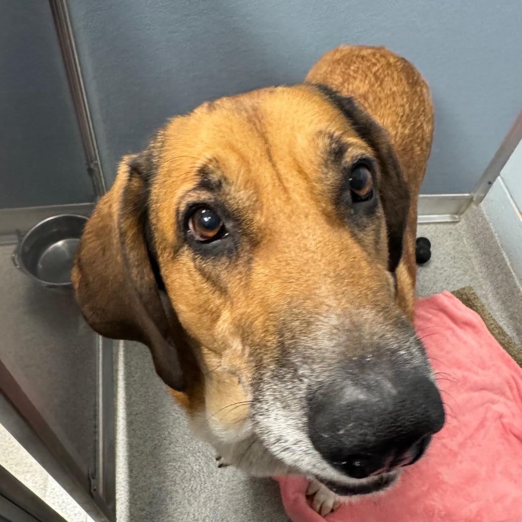 Puddin', Adoptable, Adult Female Mixed Breed.