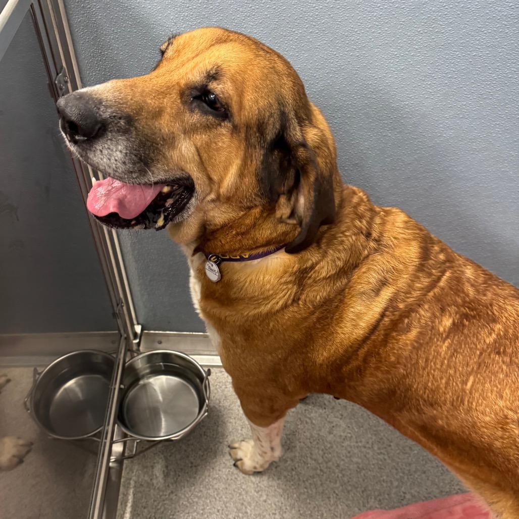 Enlarge Puddin', a Adoptable Mixed Breed in Naperville, IL image 2/2