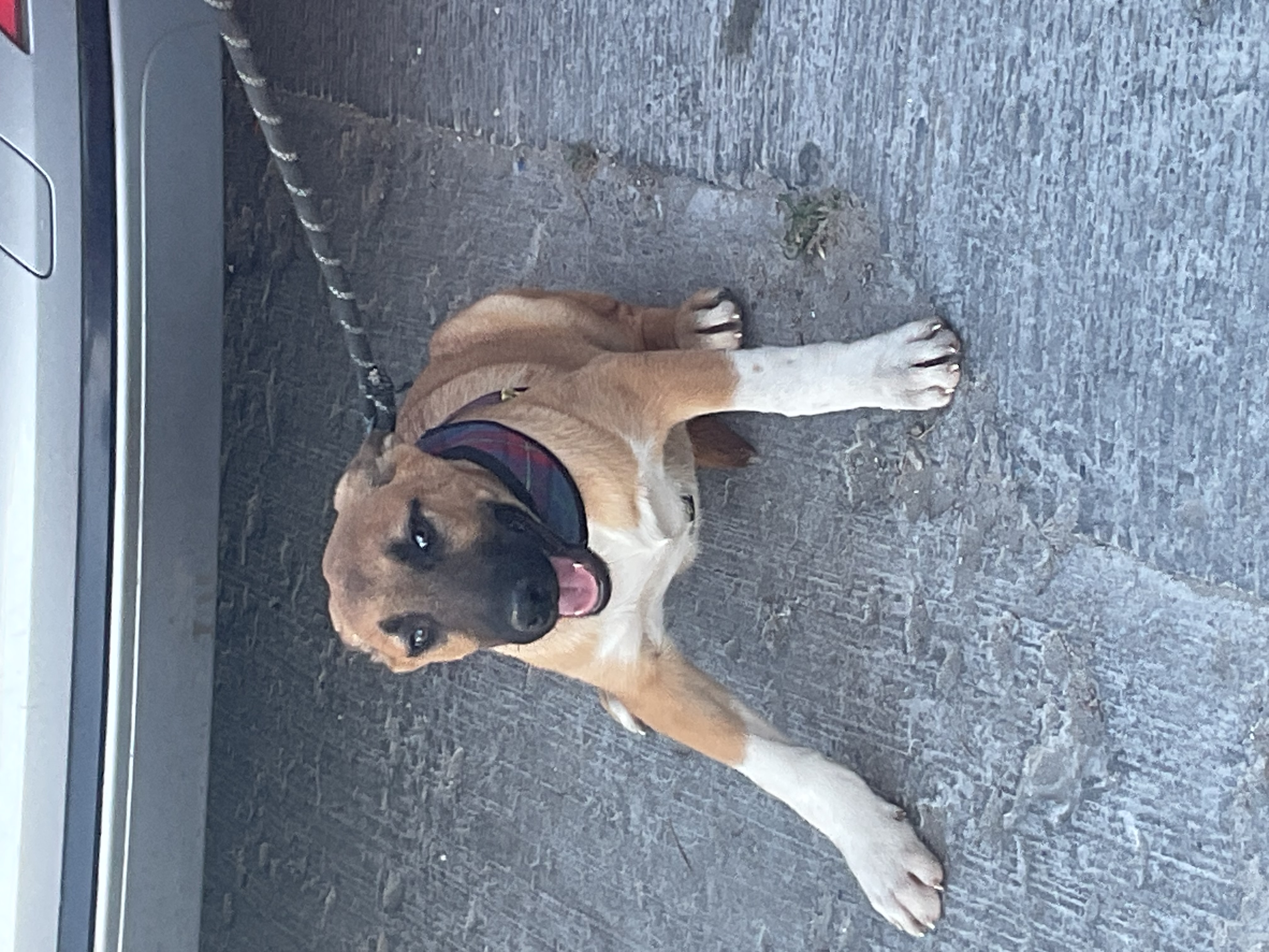 Toto, Adoptable, Puppy Male Mountain Cur.