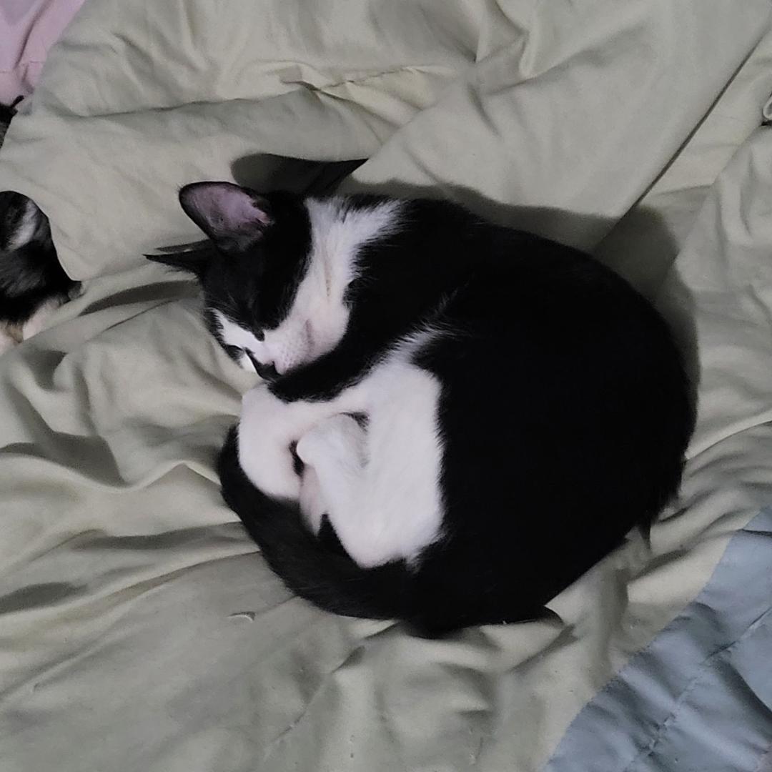 Inkie - Courtesy Listing, a Adoptable Domestic Short Hair in Los Alamitos, CA image 2/2