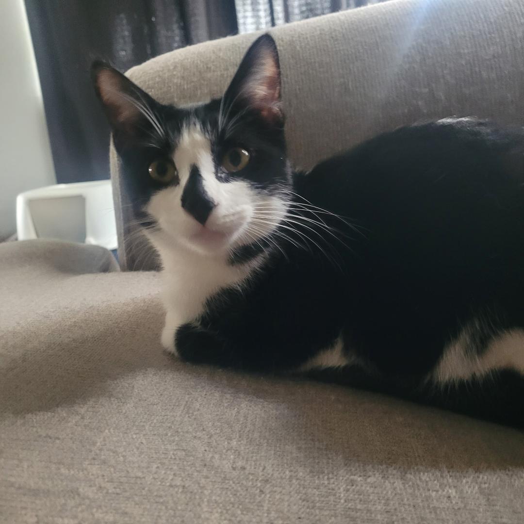 Inkie - Courtesy Listing, a Adoptable Domestic Short Hair in Los Alamitos, CA image 1/2