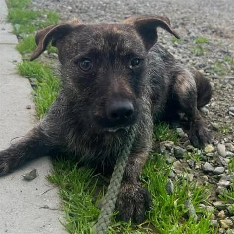 OLIVER, Adoptable, Young Male Norfolk Terrier & Mixed Breed.