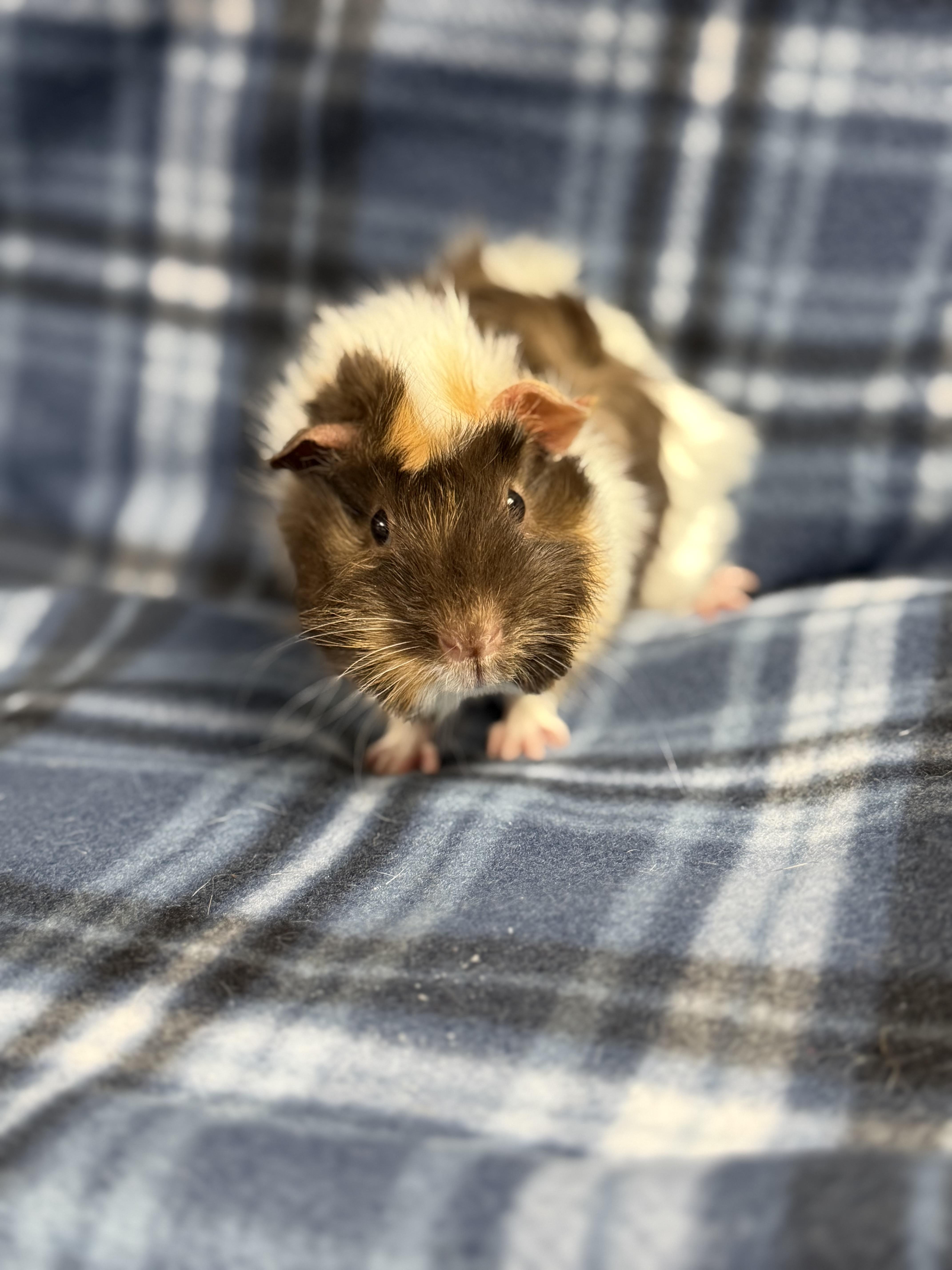 Enlarge Mimi: pending , an adopted Guinea Pig in Edinburg, PA image 5/6