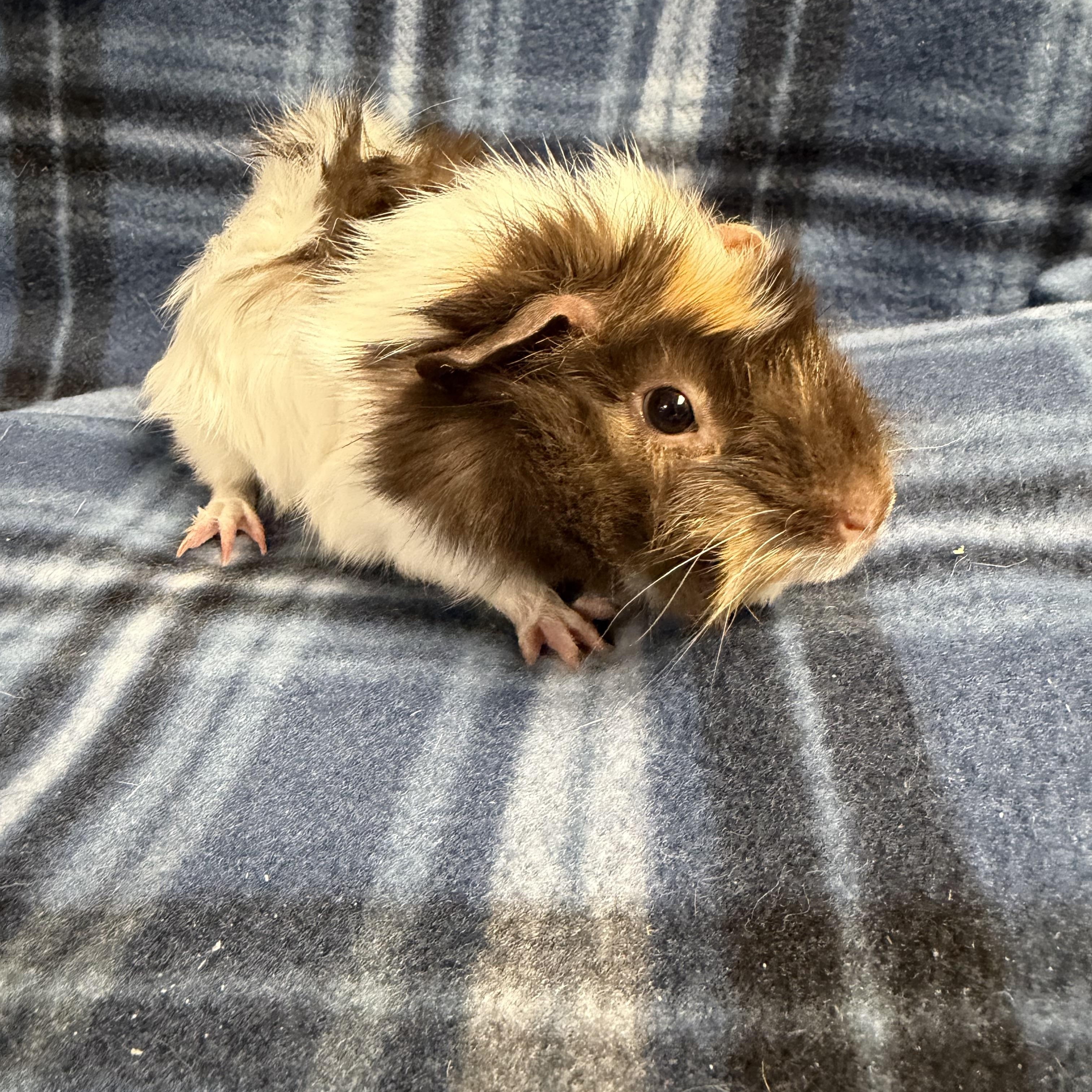 Enlarge Mimi: pending , an adopted Guinea Pig in Edinburg, PA image 2/6