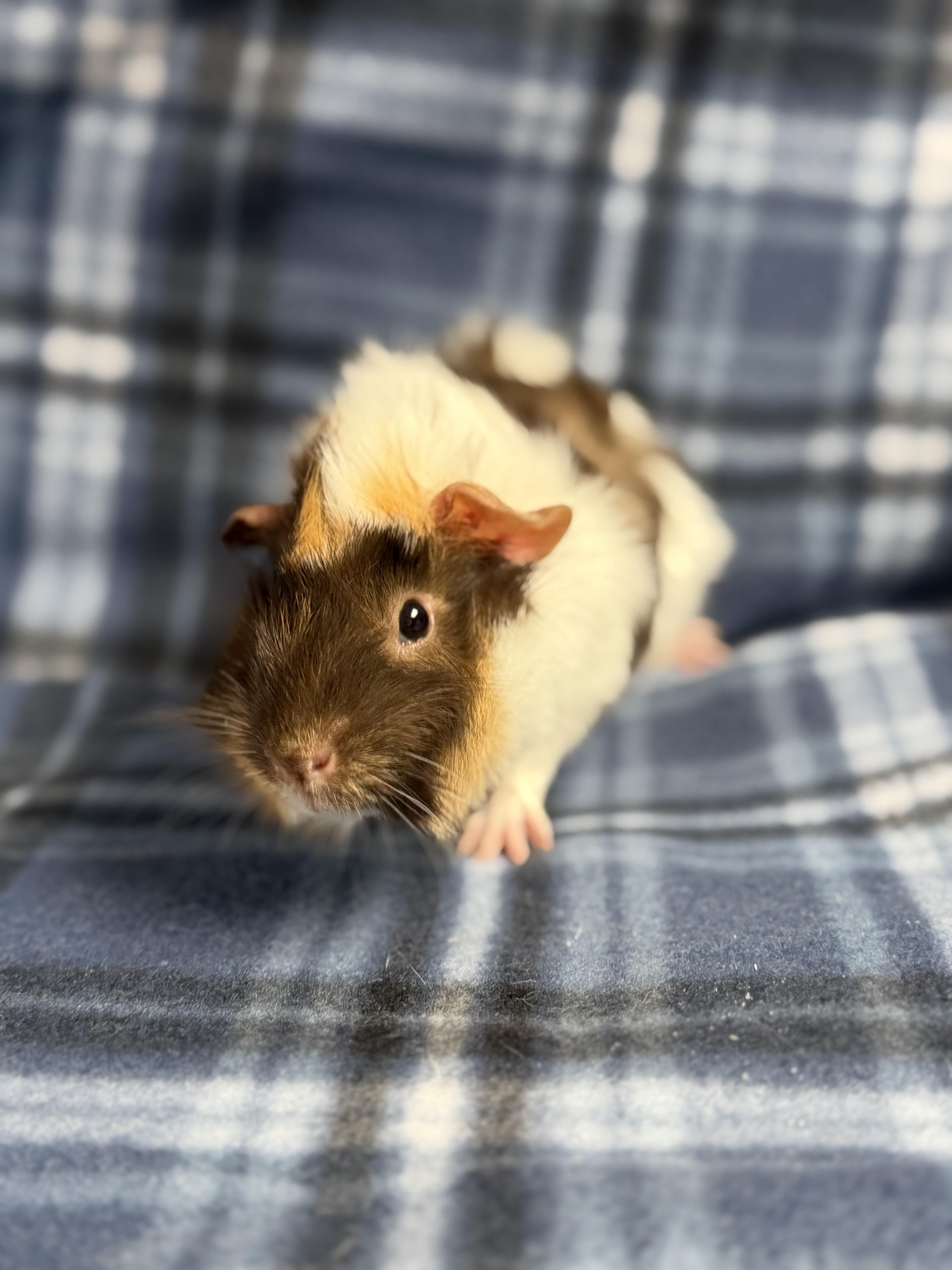 Enlarge Mimi: pending , an adopted Guinea Pig in Edinburg, PA image 3/6