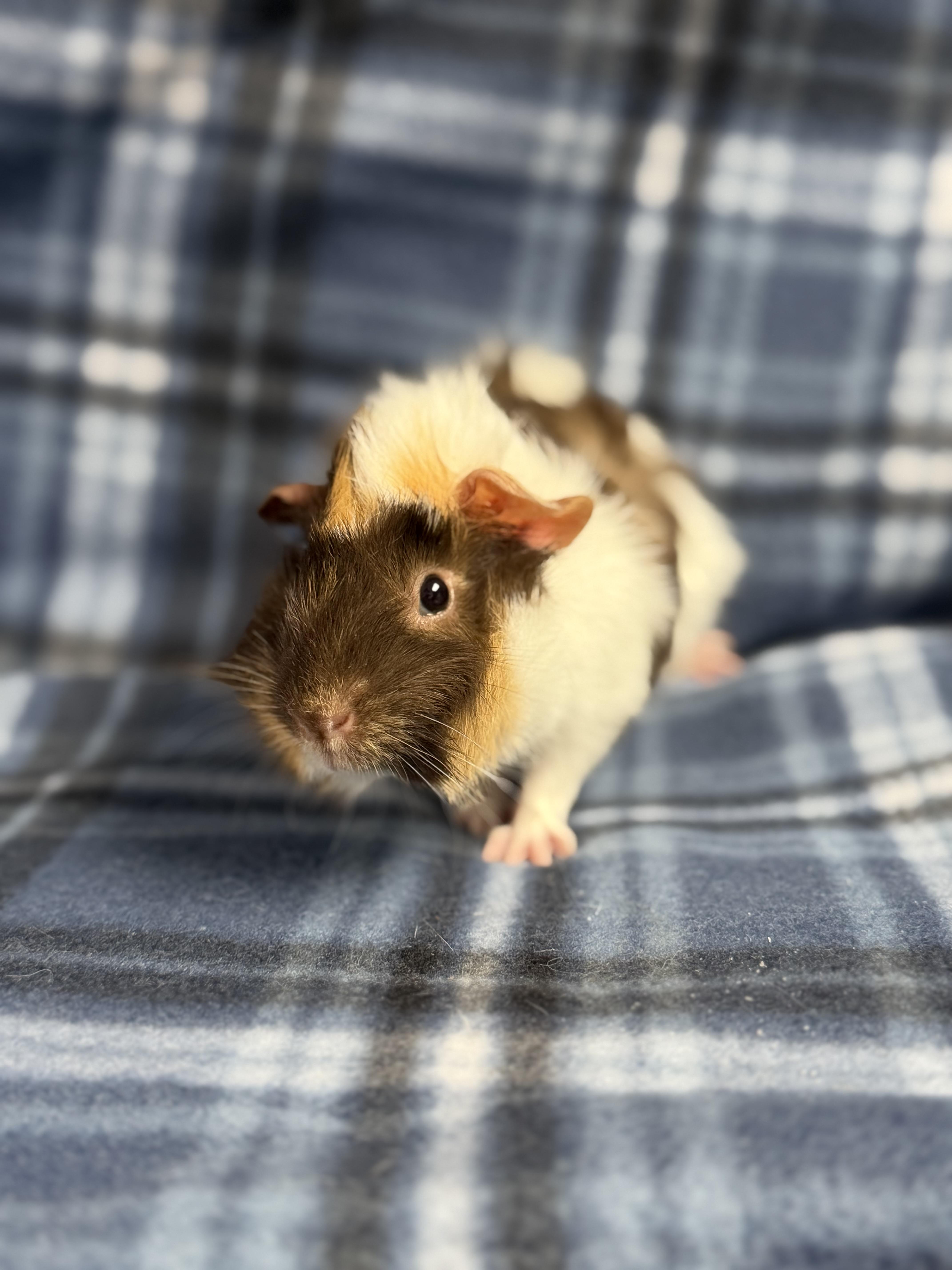 Enlarge Mimi: pending , an adopted Guinea Pig in Edinburg, PA image 4/6
