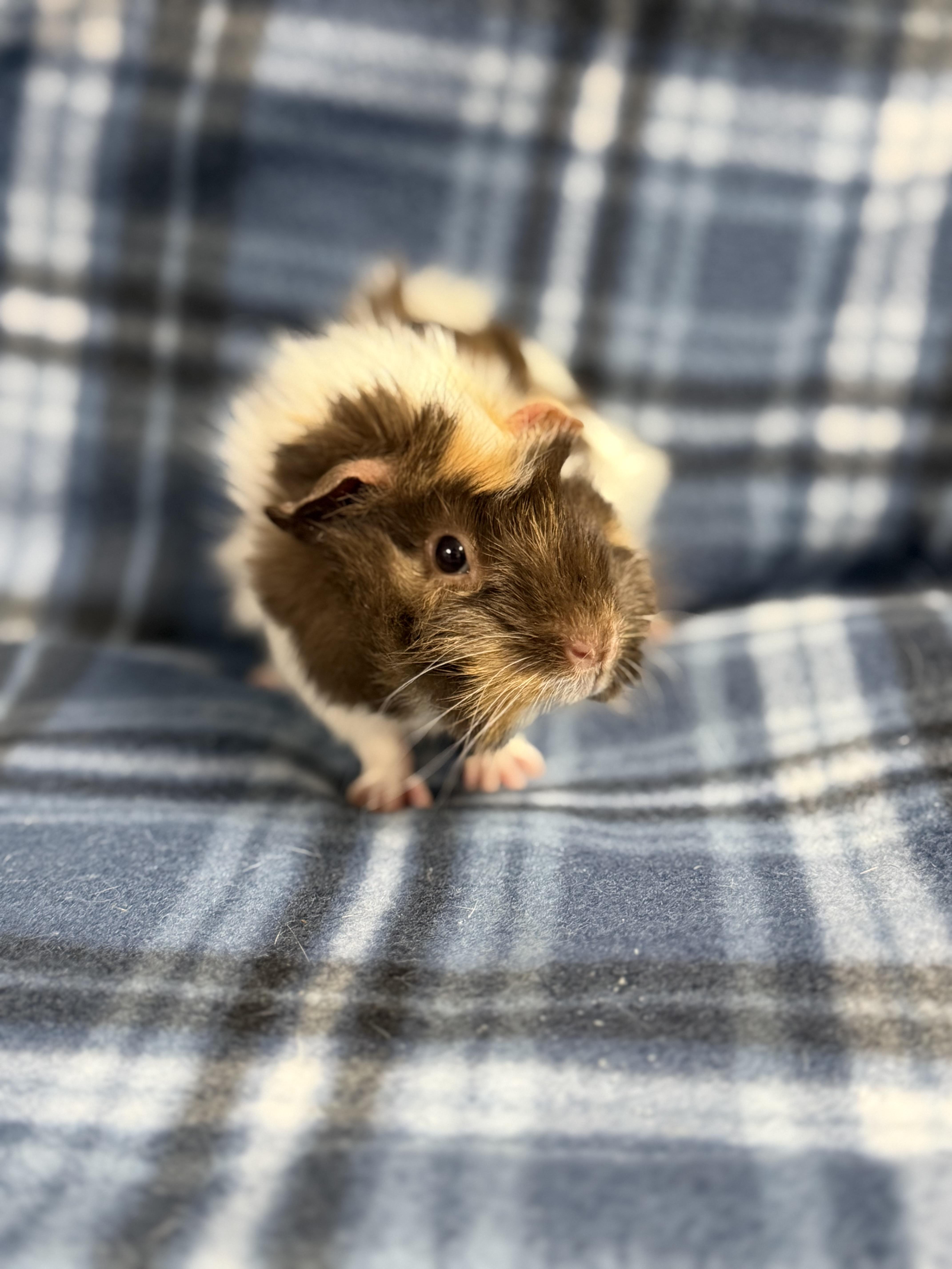 Enlarge Mimi: pending , an adopted Guinea Pig in Edinburg, PA image 1/6