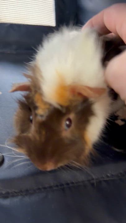 Enlarge Mimi: pending , an adopted Guinea Pig in Edinburg, PA video 6/6