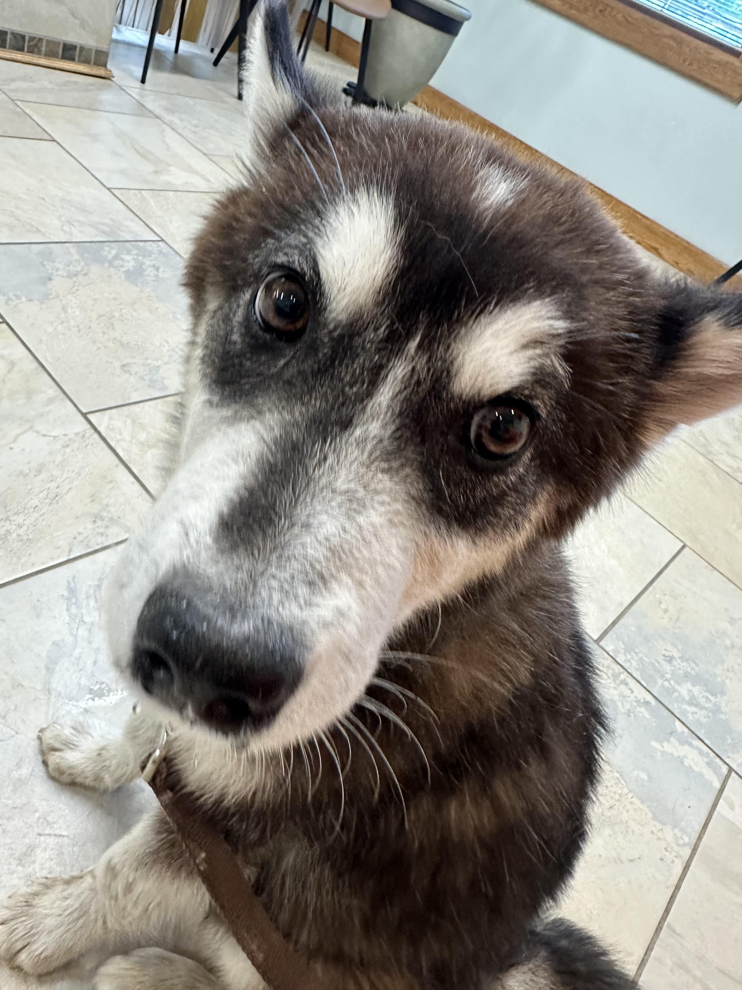 Hopper, a Adoptable Alaskan Malamute in Central Lake, MI image 2/5