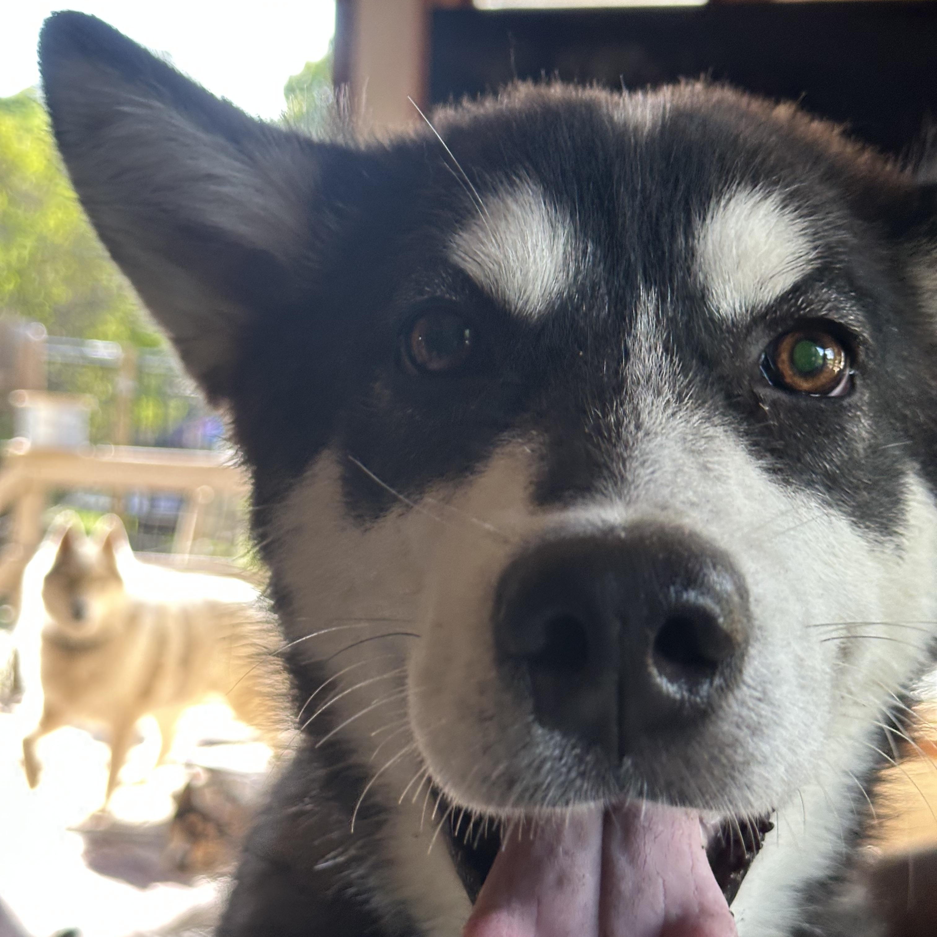 Hopper, an adoptable Alaskan Malamute in Central Lake, MI, 49622 | Photo Image 4