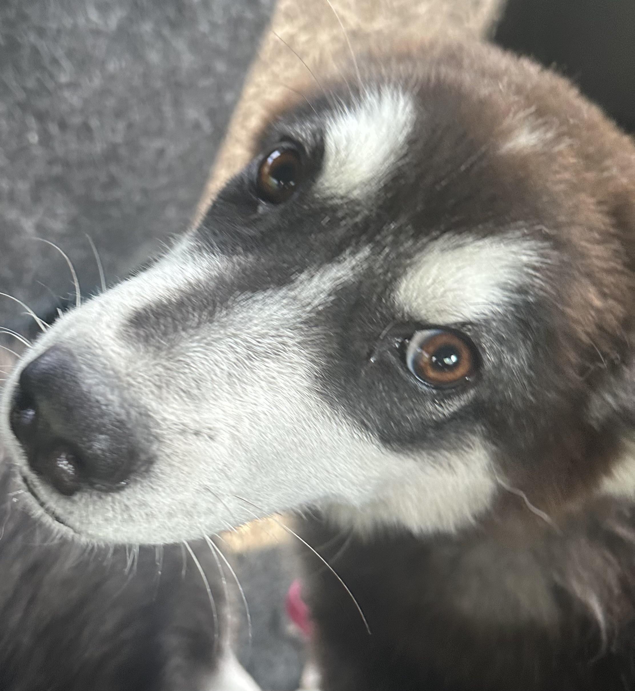 Hopper, a Adoptable Alaskan Malamute in Central Lake, MI image 4/5