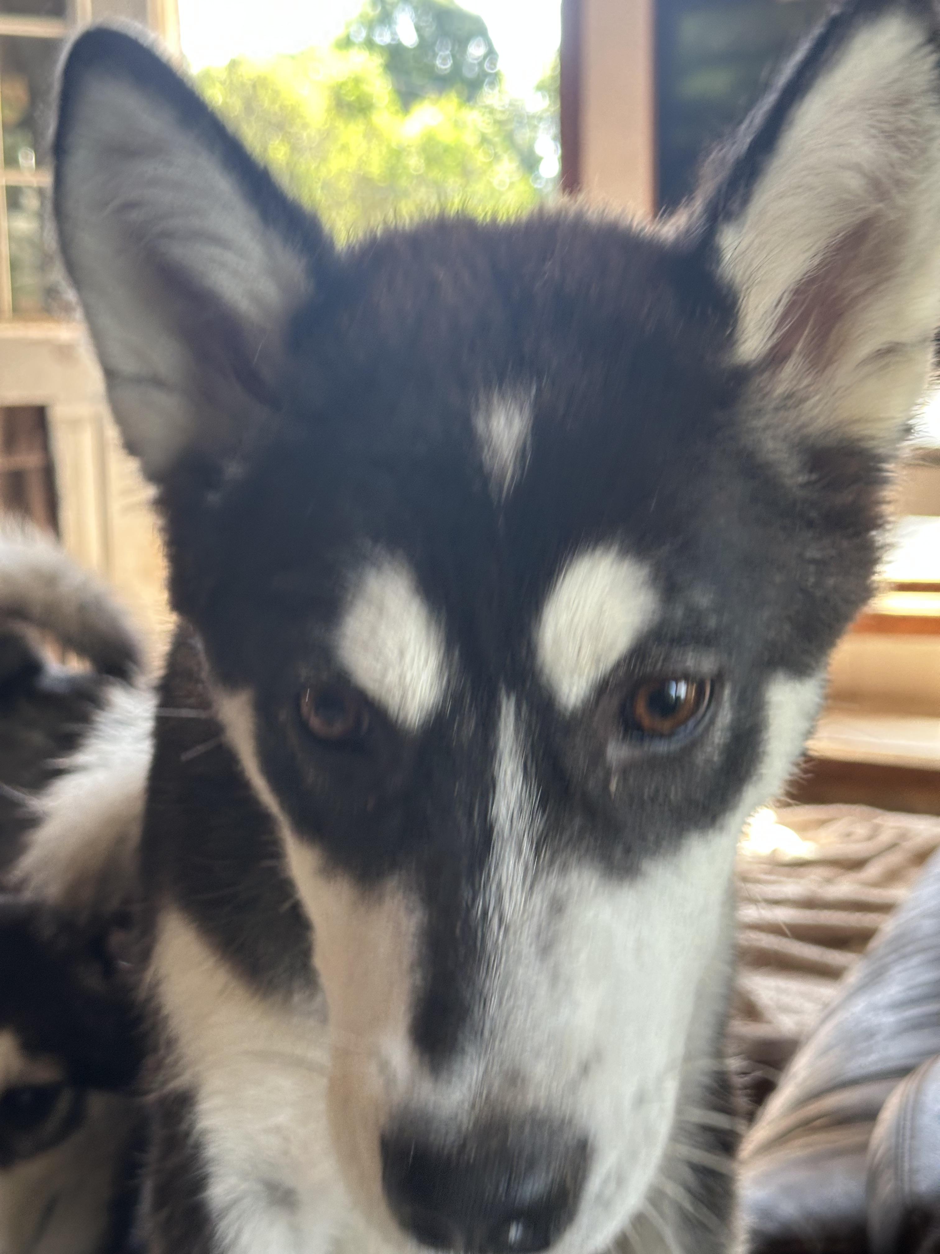 Hopper, an adoptable Alaskan Malamute in Central Lake, MI, 49622 | Photo Image 5