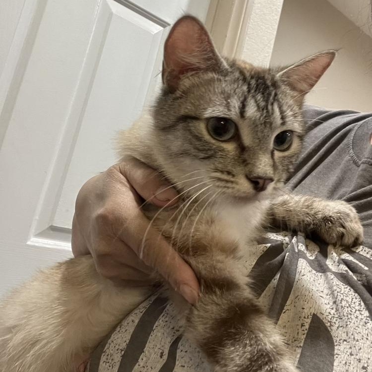 Coco, adopted, Young Female Siamese.