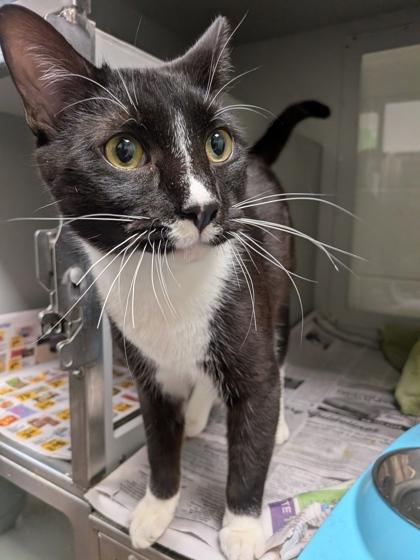 Will, Adoptable, Young Male Domestic Short Hair & Domestic Short Hair.