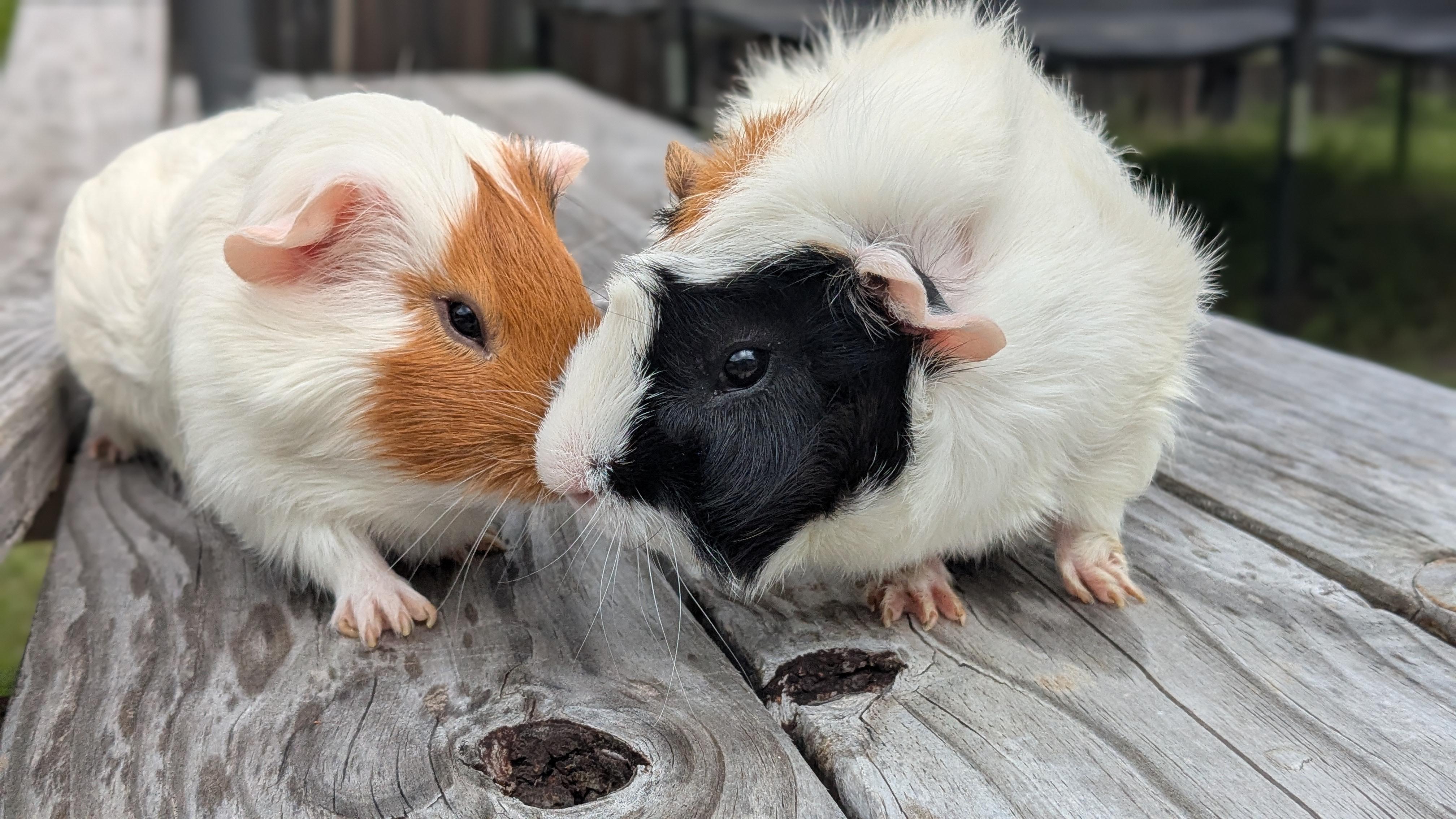 Gene & Jerome, an adoptable Guinea Pig in Austin, TX image 3/6