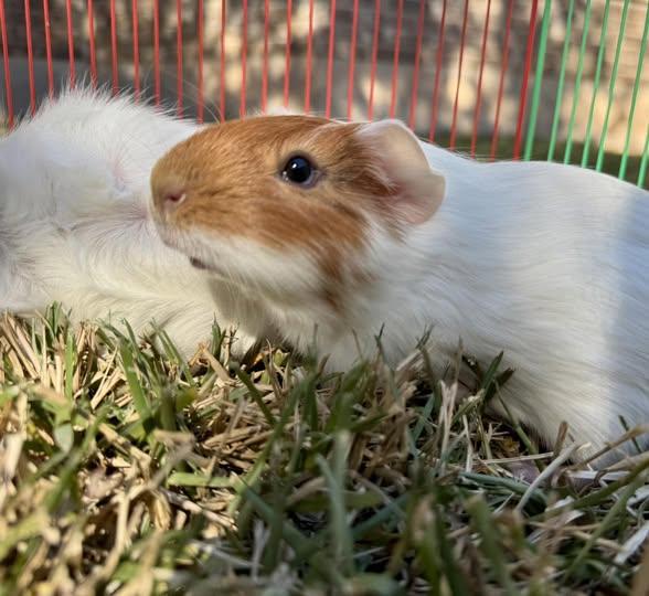 Enlarge Gene & Jerome, an adoptable Guinea Pig in Austin, TX image 4/4