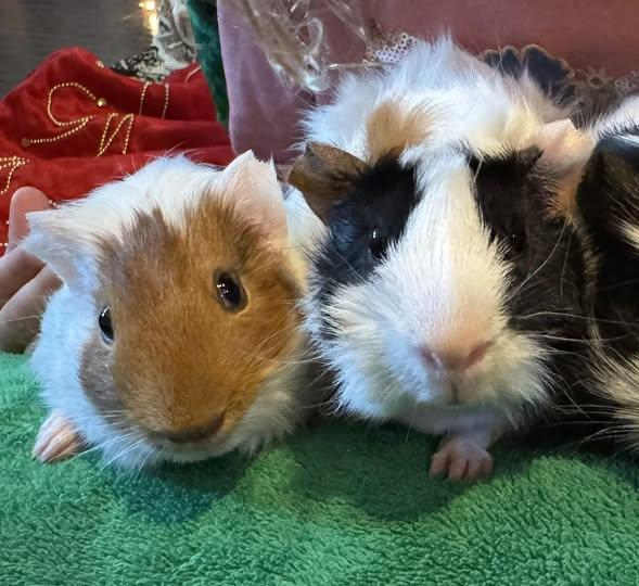 Enlarge Gene & Jerome, an adoptable Guinea Pig in Austin, TX image 1/4