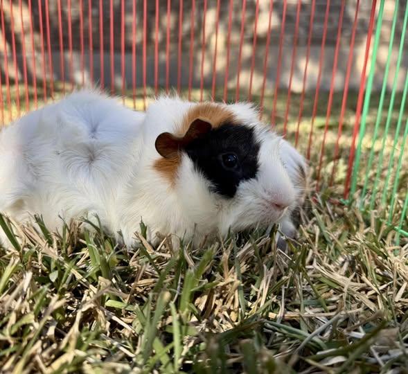 Enlarge Gene & Jerome, an adoptable Guinea Pig in Austin, TX image 3/4