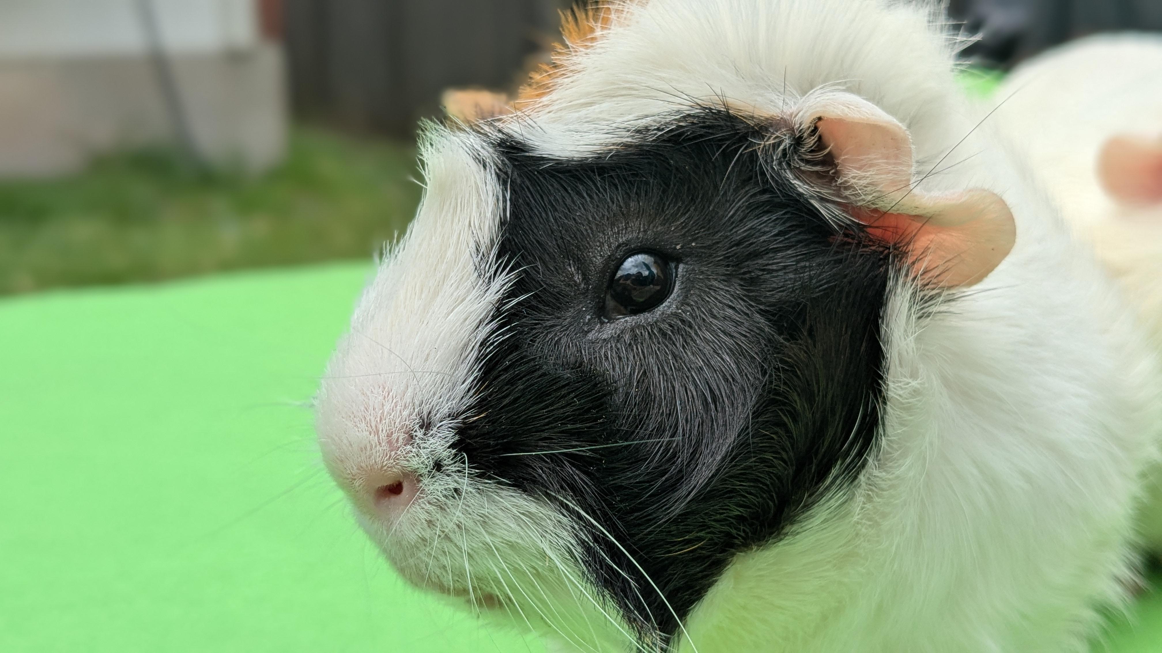 Gene & Jerome, an adoptable Guinea Pig in Austin, TX image 5/6