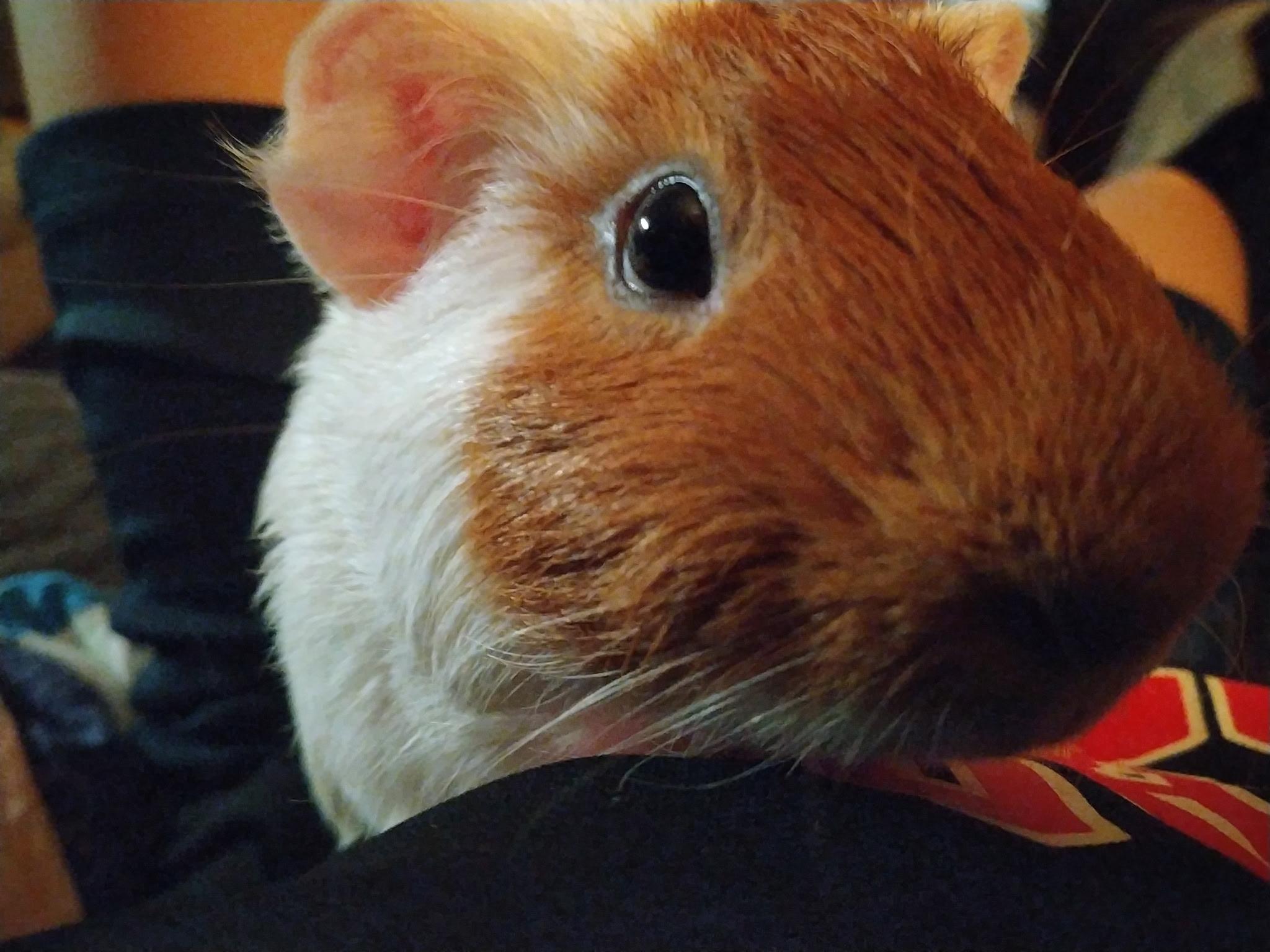 Gene & Jerome, an adoptable Guinea Pig in Austin, TX image 6/6