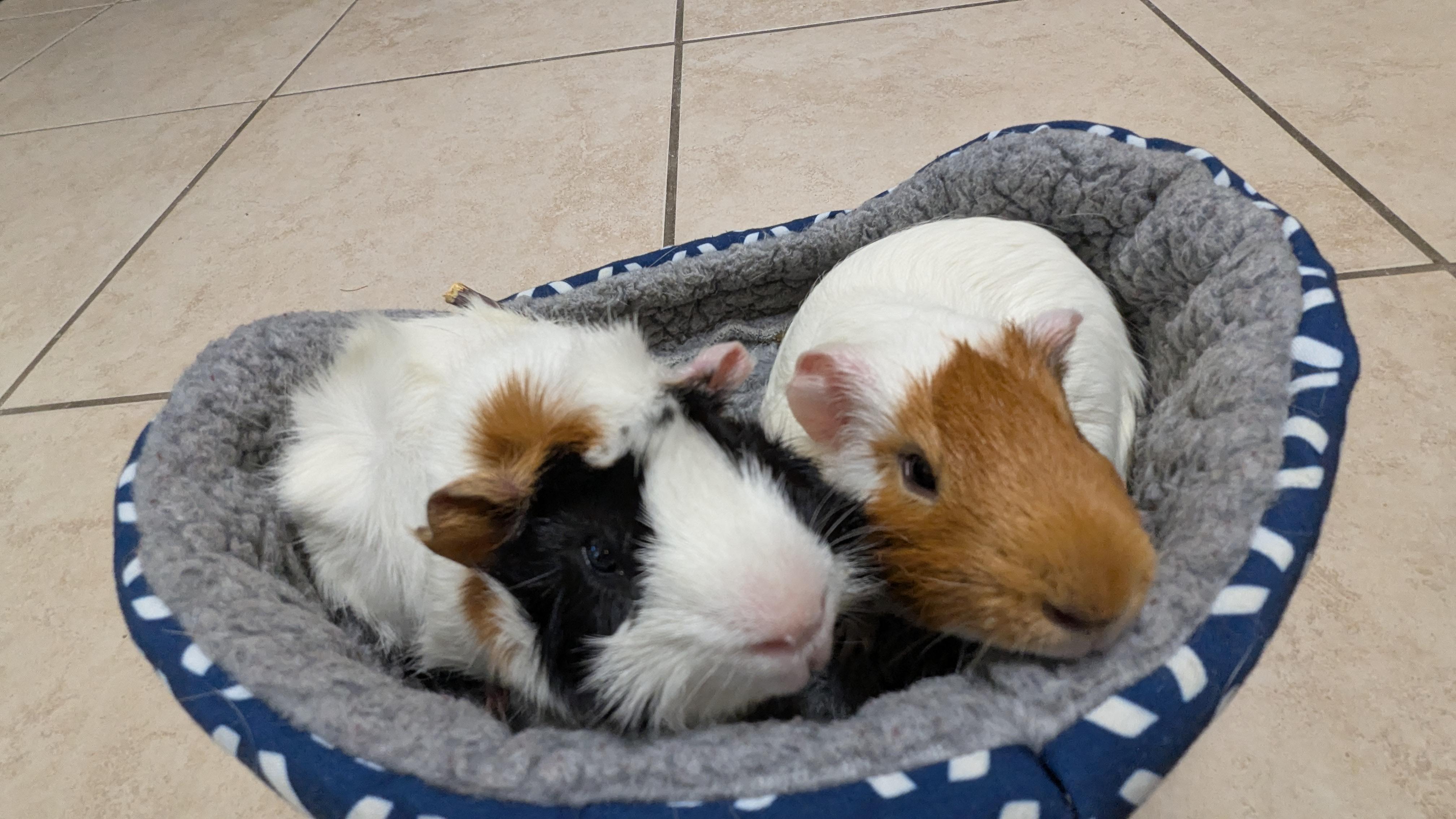 Gene & Jerome, an adoptable Guinea Pig in Austin, TX image 1/6