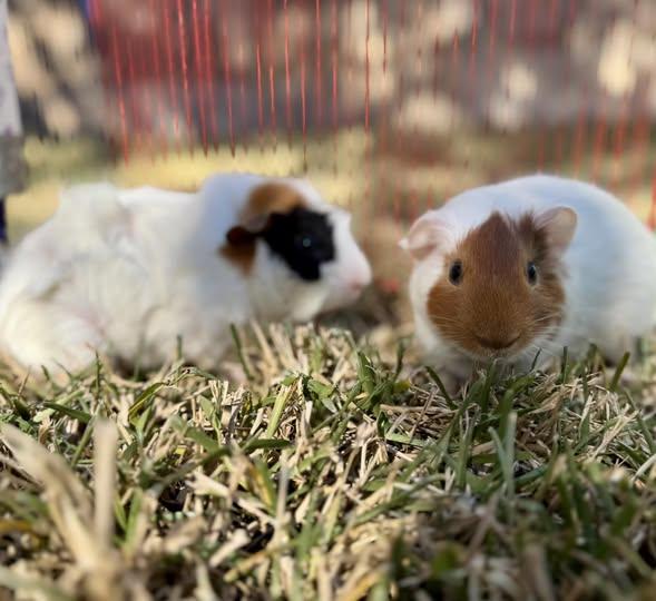 Enlarge Gene & Jerome, an adoptable Guinea Pig in Austin, TX image 2/4