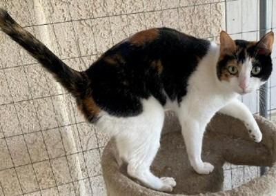 Enlarge Milagra, a Adoptable Calico in San Jacinto, CA image 1/1