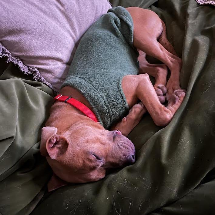 Enlarge Nora, a Adoptable Mixed Breed in Chattanooga, TN image 1/6