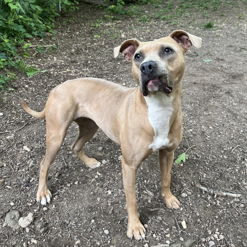 Nora, a Adoptable Mixed Breed in Chattanooga, TN image 3/6